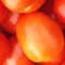 english vegetable name is tomato