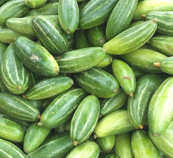 Trichosanthes dioica is also known as the pointed gourd. It is provincially known as potol. It is a seasonal vegetable in Bangladesh