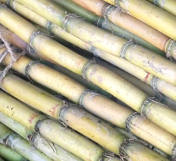 Sugarcane is a Bangladeshi Seasonal fruit