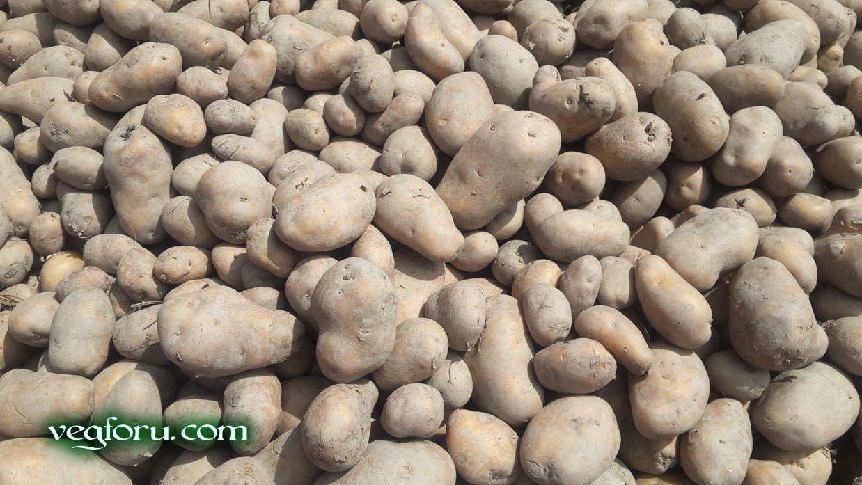 Potato vegetable known as Aloo